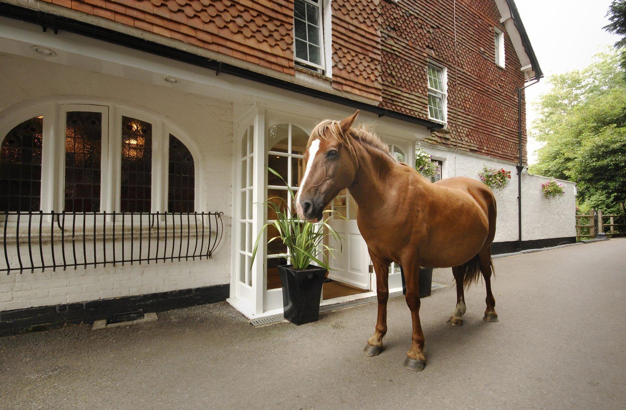 Moorhill House Bed & Breakfast Burley Eksteriør bilde